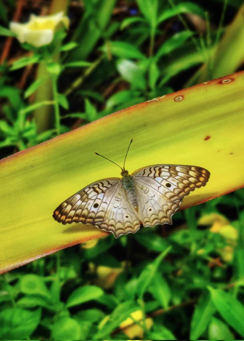 Photo of Princess perlada butterfly 
