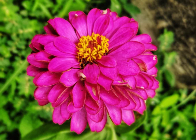 Photo of Fuschia pink Mexican Zinnia 