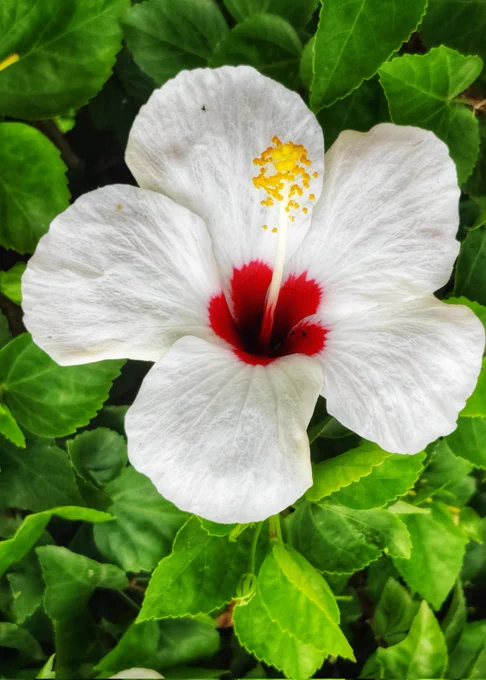 Photo of white Hibiscus 