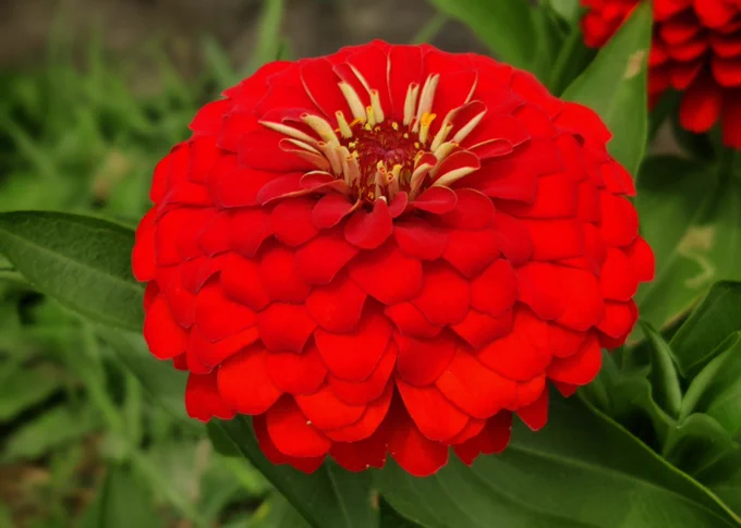 Photo of brilliant red Zinnia 