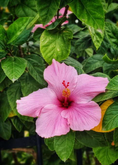 Photo of pale pink Hibiscus 