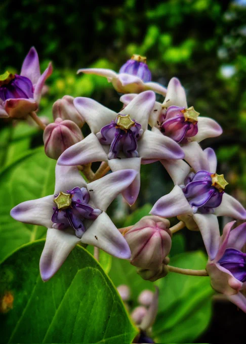 Photo of Crown flower 