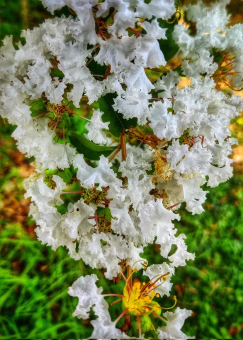 Photo of white Crepe Myrtle flower