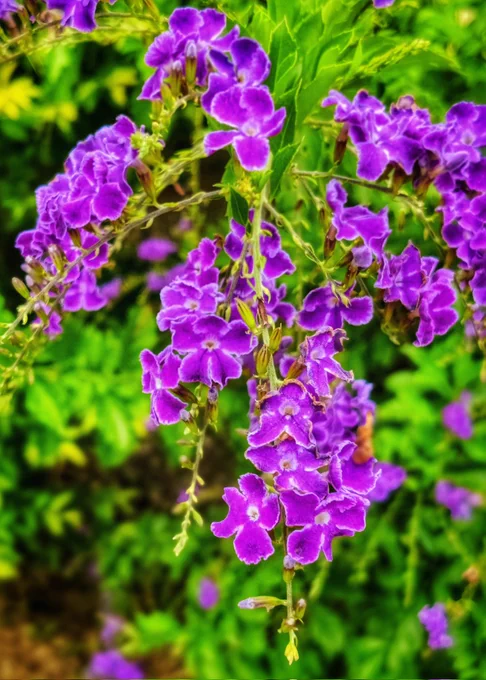 Photo of bright purple Duranta (Sky Flower)