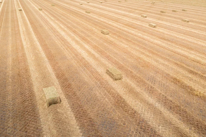 An aerial view of a farm field with evenly spaced rows showing scattered square hay bales under a clear sky.
