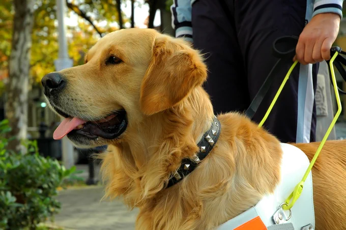 (alt="Assistance Dog”)