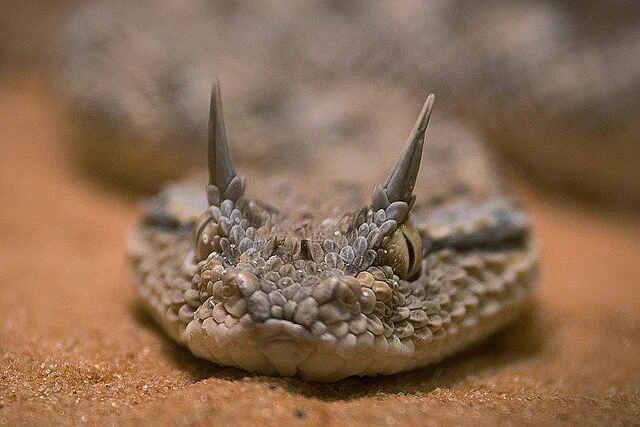 Close-up headshot of an horned viper, Cerastes gasperettii, laying on orange-brown sand.  Sourced from WikiCommons, Sari Barazi.