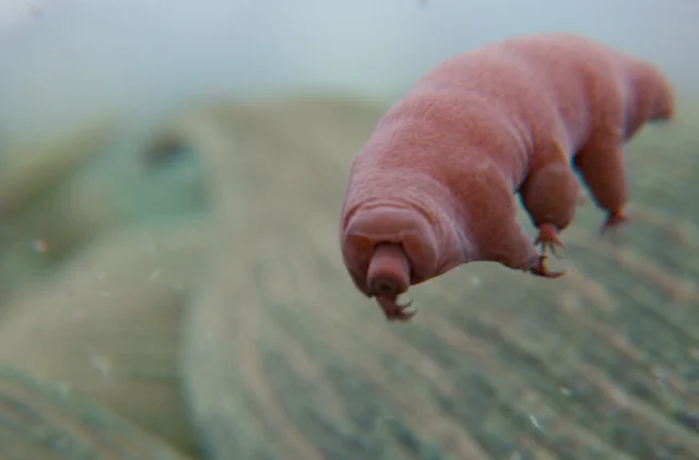 Tardigrade, by Rebekah Smith via Wikimedia Commons