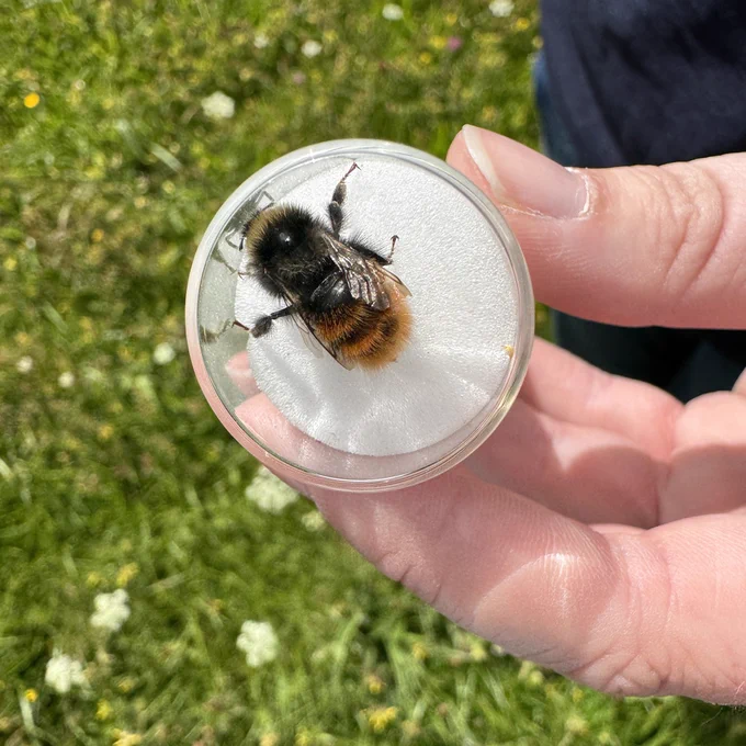 Bilberry Bumblebee (Bombus monticola) ©️ Emily Hughes