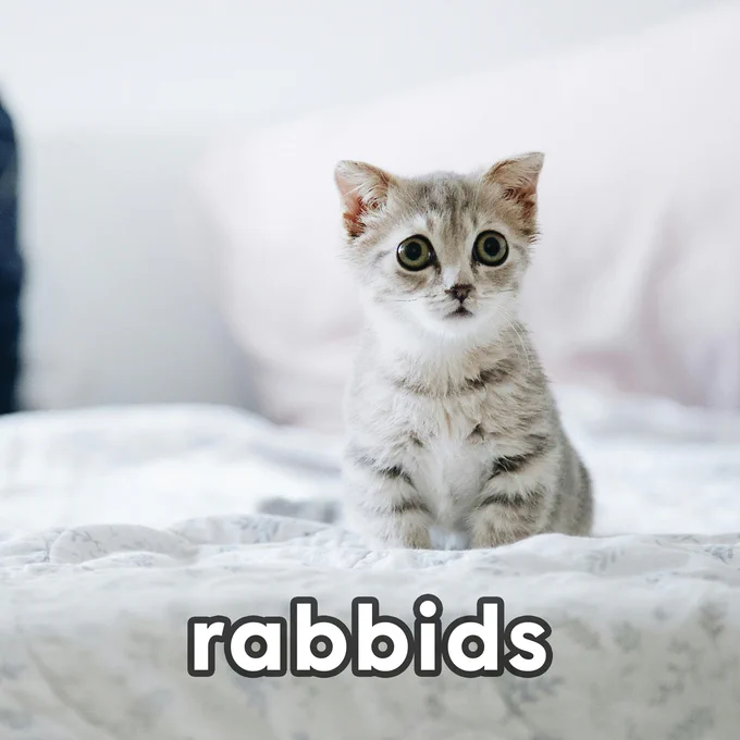 Rabbids. A kitten with large eyes sitting on a bed and looking slightly confused and shocked.