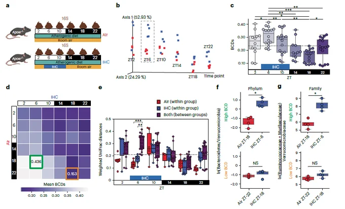Microbiome analysis of 𝐴𝑝𝑜𝑒 -/- mice exposed to IHC conditions show different outcomes depending on time point of sample collection.