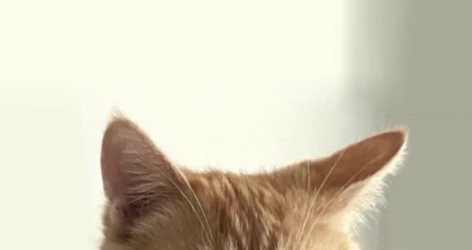 cat ears of a orange cat