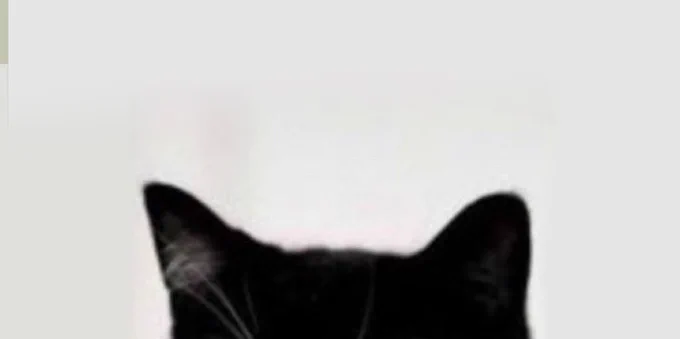 cat ears of a black cat