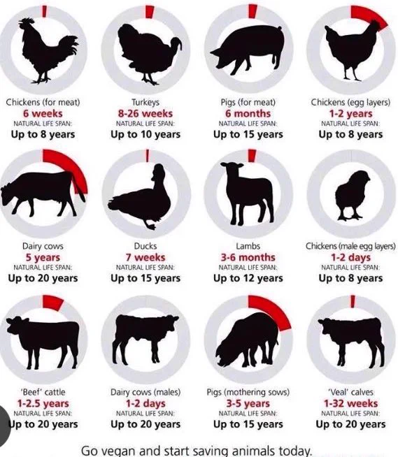 A graphic showing the average age of slaughter of various farmed animals