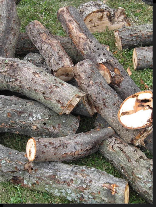 wood with Asian longhorned beetle damage