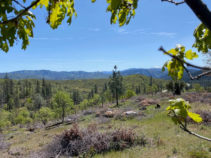 A view of the Weaverville Community Forest shows wooded ridgelines and small piles of vegetation to be burned in the fall.