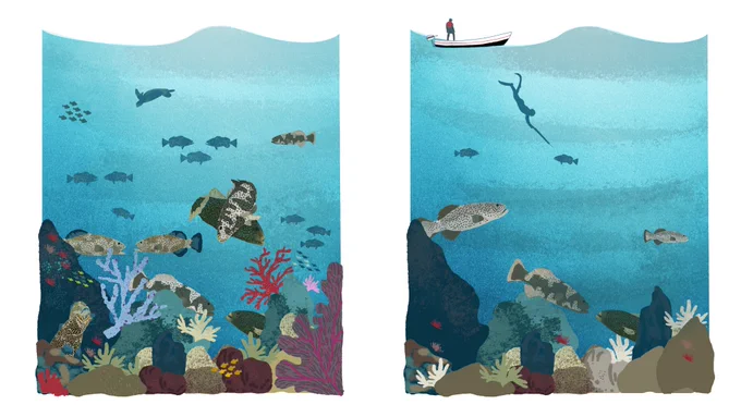 Effect of fishing on fish spawning behaviours: 
Panel 1 shows a squaretail grouper aggregation site in the absence of fishing pressure: Males courting females, some males show overt courtship displays. Males spend a large portion of their time engaged in defending mating territories showing varying levels of aggression like biting, displaying their gapes or locking jaws with competitors. In general a higher density of aggregating fish is seen. 
In contrast, Panel 2 shows the effects of intense fishing on groupers during the spawning aggregation. While the direct impacts on number of aggregating groupers is obvious, stark behavioural differences are also observed. For instance, territorial aggression is very low and is replaced by increasing vigilance behaviours like hovering near territories, patrolling territories or fleeing easily from human figures. Males and females still engage in courtship, but the displays are less overt