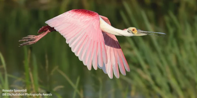 A photo of a Roseate Spoonbill in flight against blurred green reeds. Credit: Bill Dix/Audubon Photography Awards
