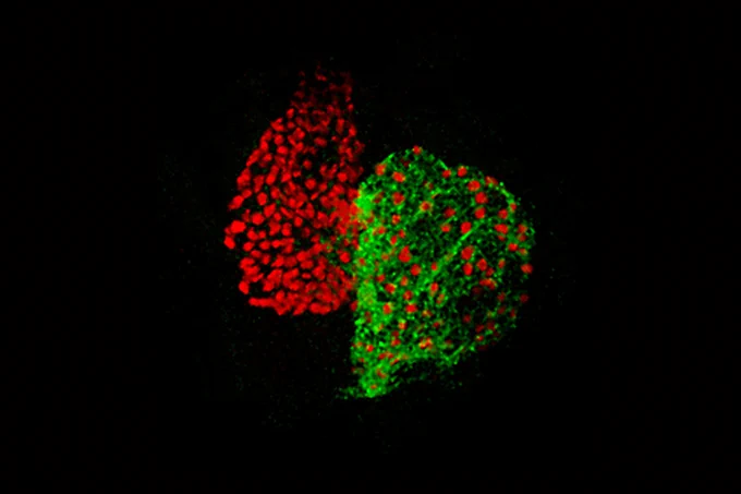 Microscopy image of a looped zebrafish heart