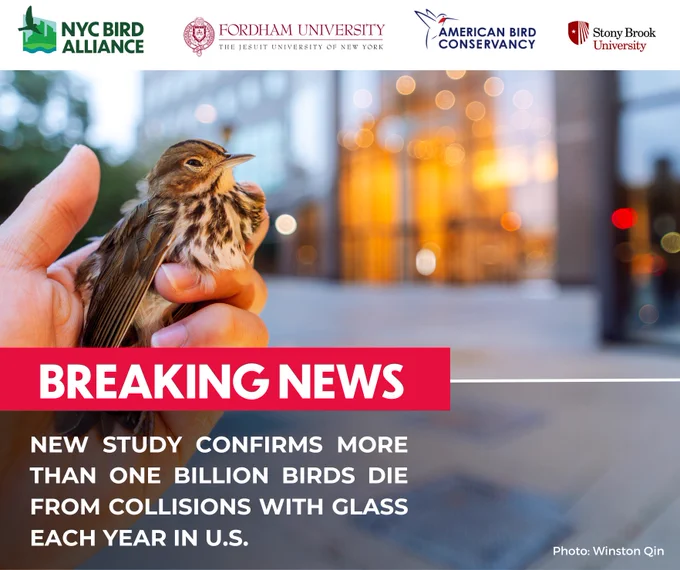 A person holds a small bird in hand in front of a really glassy building. The logos for NYC Bird Alliance, Fordham University, American Bird Conservancy, and Stony Brook University appear at the top of the graphic. The following words appear, from top to bottom: "BREAKING NEWS," "NEW STUDY CONFIRMS MORE THAN ONE BILLION BIRDS DIE FROM COLLISIONS WITH GLASS EACH YEAR IN THE U.S.", "Photo: Winston Qin".