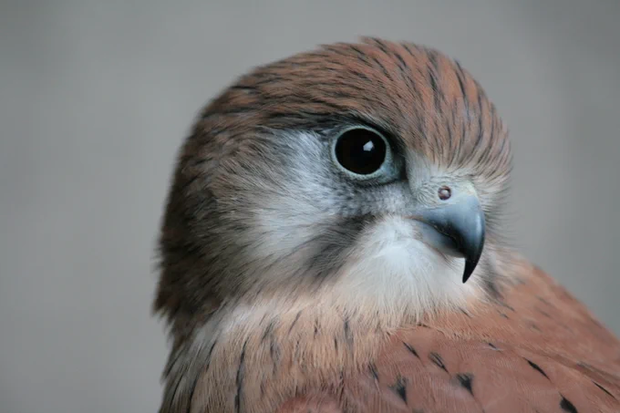 Close up image of a kestrel's head