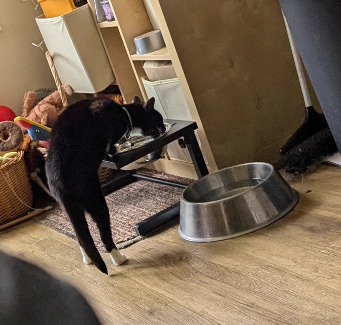 Wilf 🐈‍⬛ drinking from a dog bowl 
