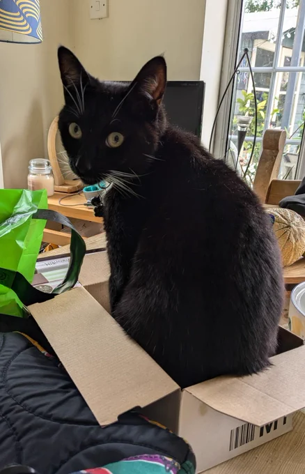 Wilf 🐈‍⬛ sat in. Small box 