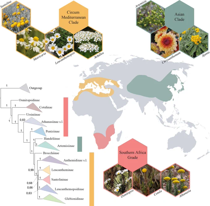 We recognize three main groups within tribe Anthemideae, them being, the Southern African Grade, the Asian Clade, and the circum-Mediterranean Clade. Graphical abstract by David Criado-Ruiz