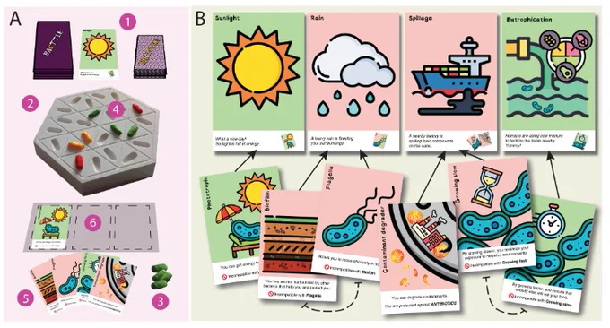 Overview of Bacttle. (A) Set up of the game. (1) A card deck with the challenges to be unraveled and a card deck with the traits. (2) Board support for the tokens, representing the habitat where the player’s microbes are living. (3) Tokens representing the different bacterial species for each of the players. (4) Every player starts with three tokens (cells) on the board, which can increase or decrease during the game’s rounds. (5) Players always have four trait cards in their hands. (6) Players can play three trait cards in front of them. (B) Example of environmental challenges (top) and trait cards (bottom). Green environmental challenges represent benign situations that can be beneficial with the appropriate trait card (multiplying tokens), while red represents harmful situations that require a trait to preserve the tokens in play. Arrows relate to the trait cards that are useful for every environmental challenge.