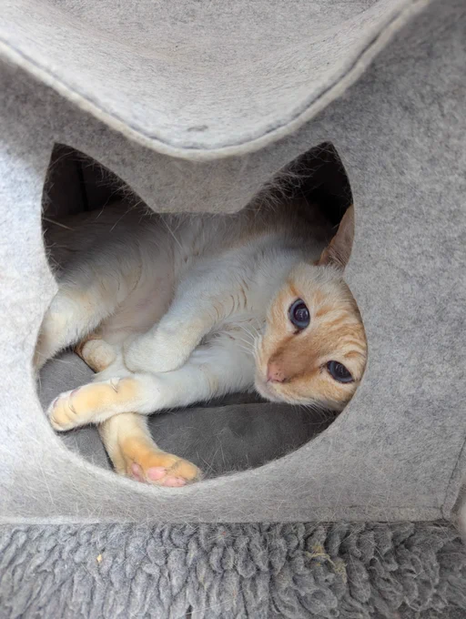 a cat inside a cat box