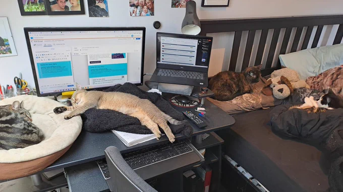 a number of cats across a desk and a bed