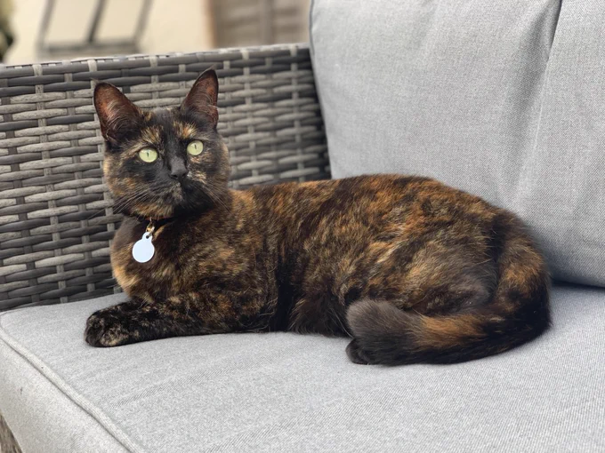 a cat sitting on a sofa