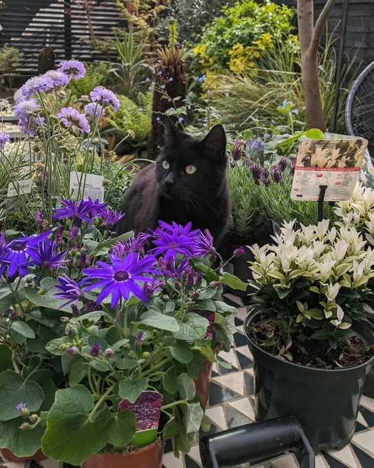 a black cat in a flower bed