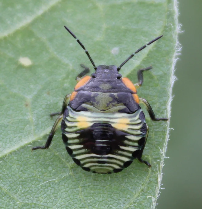 green stink bug nymph