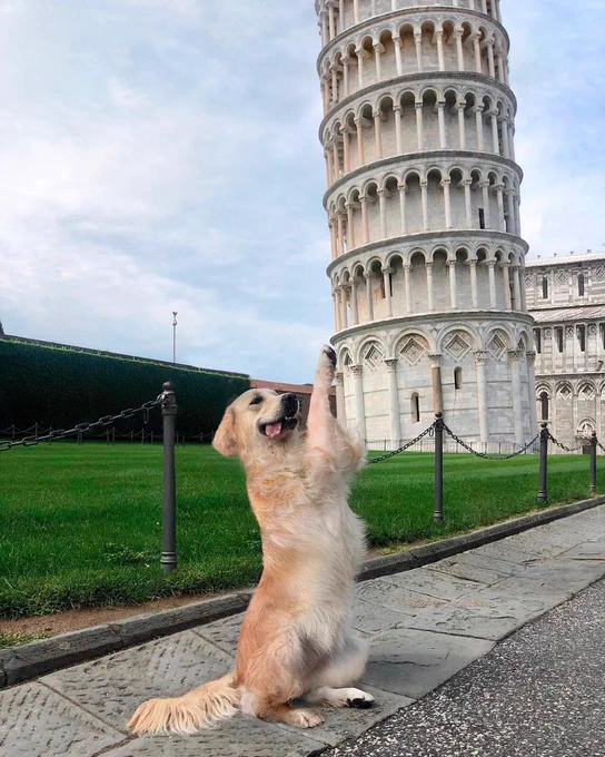 a golden retriever sits upright on her haunches in front of the leaning tower of Pisa. her front paws are extended up in such a way that it looks like she’s propping pup the base of the tower all by herself as it leans toward her. she’s concentrating very hard on her task, which you can tell by her tongue hanging out the side of her mouth.