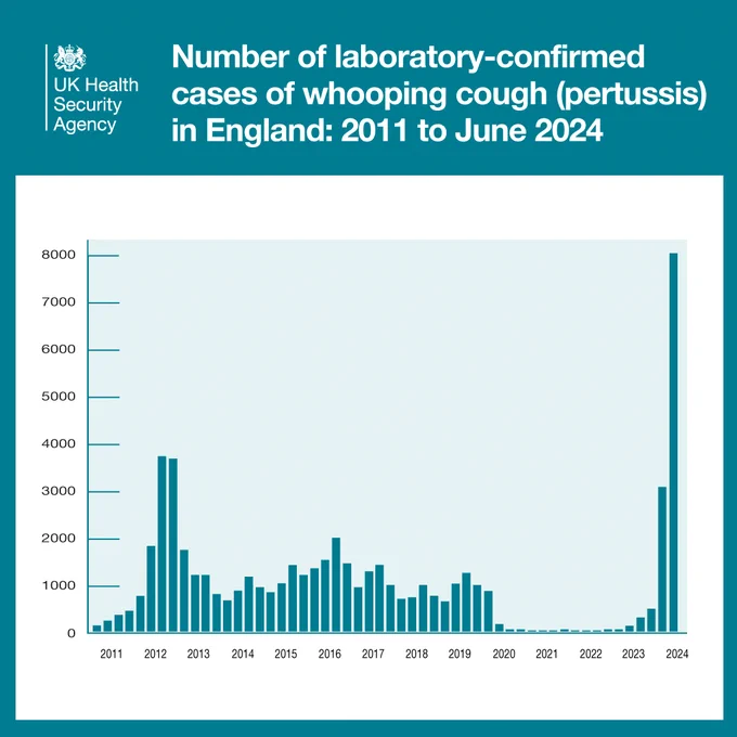 A bar graph from 2011 to 2024, showing a large increases in Whooping Cough cases in 2024.