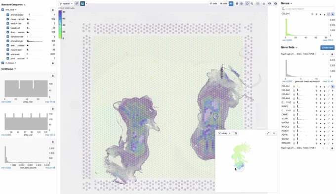 Screenshot of CellxGene Showing tissue view of the embryonic footplate, with an inset view of the UMAP position of the cells. The sides show various filters and tools for differential gene expression analysis.
