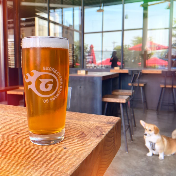 a pint of a clear deep gold beer sits on a wooden table top in the tasting room while a small corgi dog with one ear up and one ear down looks forlornly off to the side at a great dane off camera.