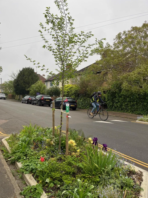 A tree planted into a build out into the kerbside in Cambridge.