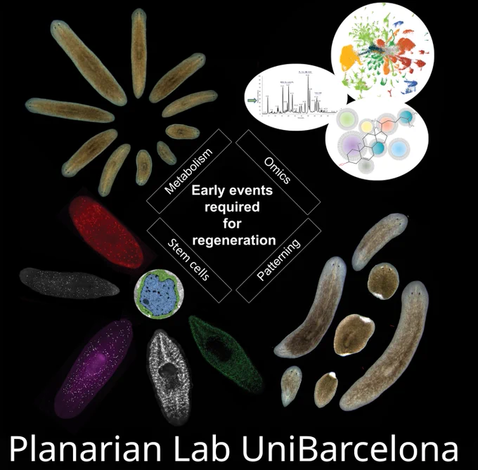 Interested in Stem Cells, Regeneration and Metabolism? 
Apply NOW for a 4-year PhD position in Barcelona!!!
http://www.ub.edu/planariabcn/article/4-years-phd-position