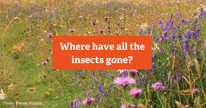Meadow of wildflowers with words 'where have all the insects gone?'