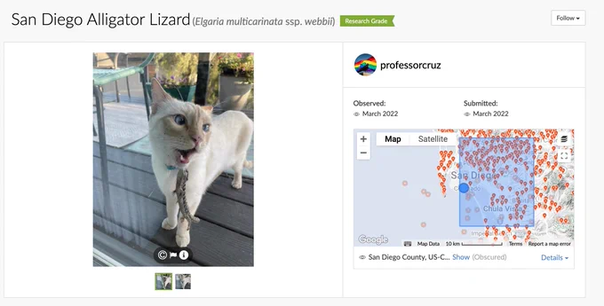 An iNaturalist observation with a tan kitty cat being bitten by an alligator lizard and the cat is yelling 