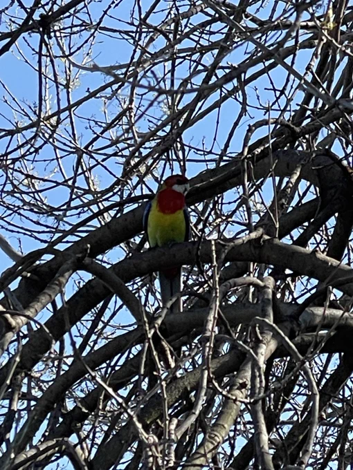 Photo of a brightly coloured parrot in a tree. It has a yellow-green belly, a red head, and white cheeks.