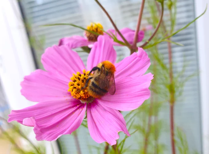 Bee on pink Cosmos flower