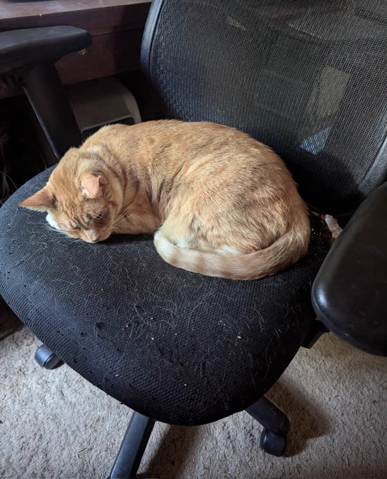 A medium-large orange tabby cat is napping, curled up on the seat of an office desk chair. The seat of the chair has many cat hairs on it, suggesting that this is not the first time the cat has chosen it as a napping spot. 