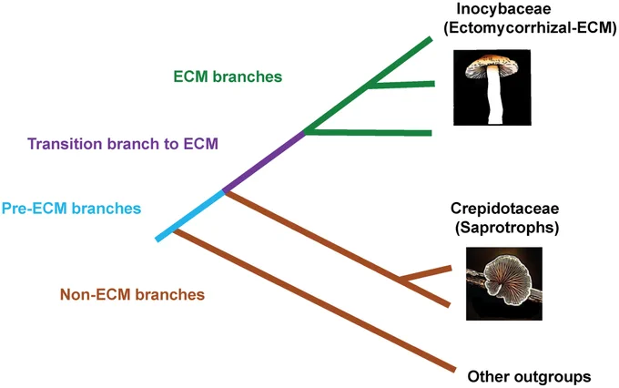 Representation of the branch-sets used in the phylogeny of Inocybaceae, Crepidotaceae and other outgroups. 