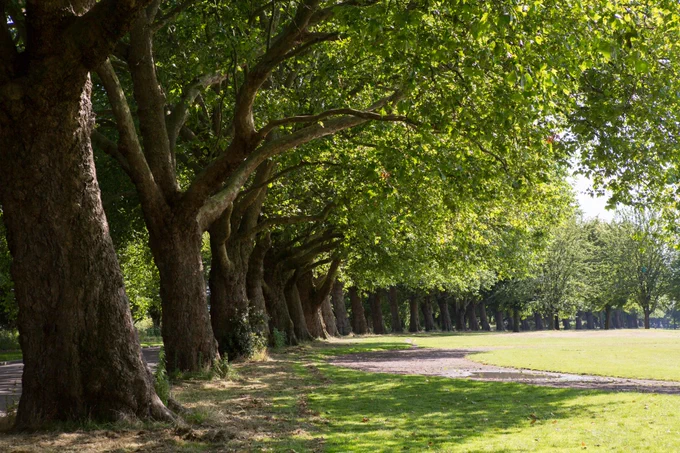 A row of mature trees in Victoria Park, providing shade on a sunny day.