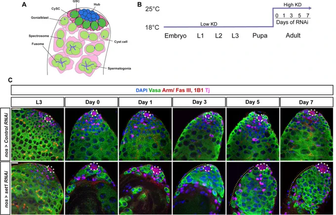 Figure 1A-C: Drosophila Set1 is required cell-autonomously for germline maintenance and differentiation. (A) Schematic of the tip of the Drosophila testis. CySC, cyst stem cell; GSC, germline stem cell. (B) nos>Control RNAi (Ctrl KD) and nos>set1 RNAi (Set1 KD) flies were grown at 18°C until eclosion, and then shifted to 25°C for 0, 1, 3, 5 or 7 days. (C) Representative Ctrl KD and Set1 KD testes at the third instar larval stage (L3), day 0, 1, 3, 5 and 7 post-eclosion stained with the GSC lineage marker Vasa (green), Arm (red) or Fas III (red) for the hub area (white dashed outline), 1B1 for the spectrosome and fusome, and Tj (magenta) for the CySC lineage cells. Yellow dotted lines indicate overpopulated early germ cells.