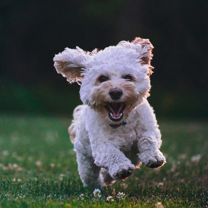 A joyful white dog with shaggy fur running energetically across a grassy field, with its mouth open and ears flapping. The background is softly focused with hints of greenery and fading sunlight.
