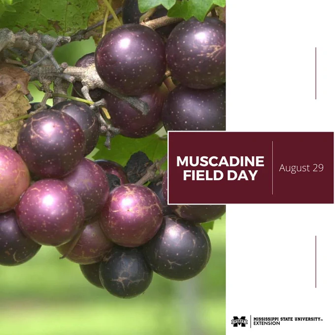 muscadine field day